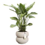 amber roll low 43cm balanced beige